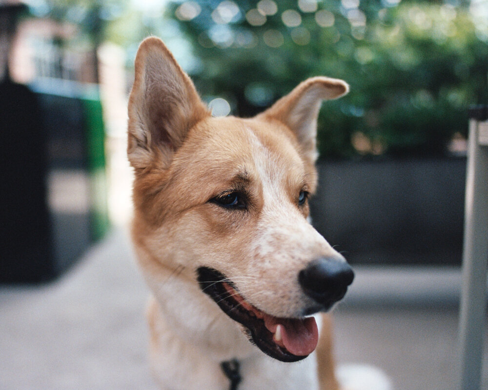 Kodak - Dr. Jung's seven-year-old rescue companion